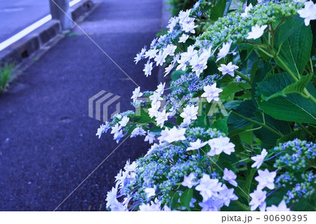 初夏6月、梅雨時の綺麗に咲き誇るあじさい ハイドランジア 初夏6月、梅雨時の綺麗に咲き誇るあじさい ハイドランジア 90690395