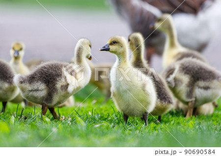 Flock of young geese grazing green grass Flock of young geese grazing green grass 90690584