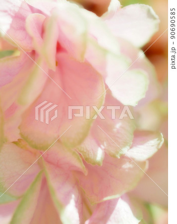 紅変した緑の桜の花びらのクローズアップイメージ ~ソフトフォーカス 紅変した緑の桜の花びらのクローズアップイメージ ~ソフトフォーカス 90690585