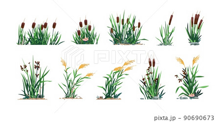 Reed and cattails. Swamp bulrush grass and lake botany, cartoon river marsh and pond flora, computer game asset. Vector isolated set 90690673