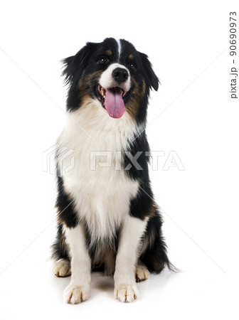 australian shepherd in studio 90690973