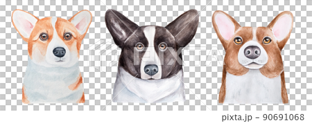 Water color illustration collection of three different cute Corgi dog portraits. Handdrawn watercolour sketchy painting on white, isolated clip art elements for design decoration, t-shirt print, card. 90691068