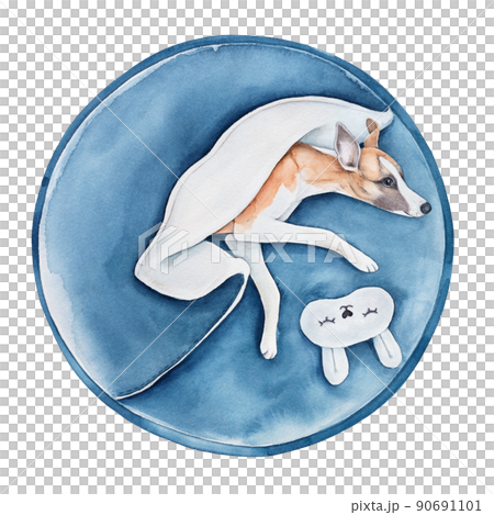 Water color illustration of smiling whippet dog lying on round dark navy blue pet bed under flyffy blanket and sleep eye mask with cute bunny ears. Hand painted watercolour graphic drawing on white. 90691101