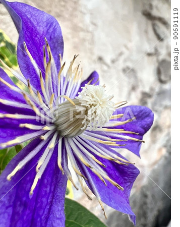 紫色のクレマチス、濃い紫色のクレマチス、八弁の花、アイビーとクレマチス、石壁とクレマチス 90691119