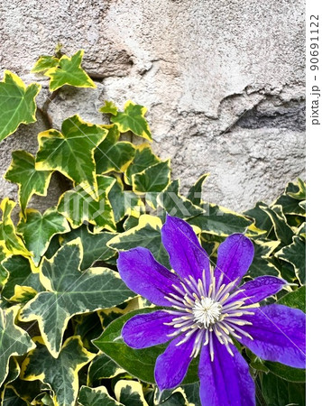 紫色のクレマチス、濃い紫色のクレマチス、八弁の花、アイビーとクレマチス、石壁とクレマチス 90691122