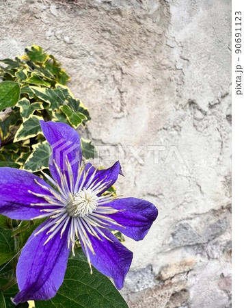 紫色のクレマチス、濃い紫色のクレマチス、八弁の花、アイビーとクレマチス、石壁とクレマチス 90691123