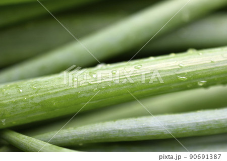 Green onion on green close-up on white background 90691387