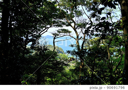 小浜市　若狭国「後瀬山城」の石垣と眺望 90691796