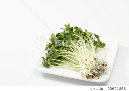 白バックのかいわれだいこん 白バックのかいわれだいこん 90691868