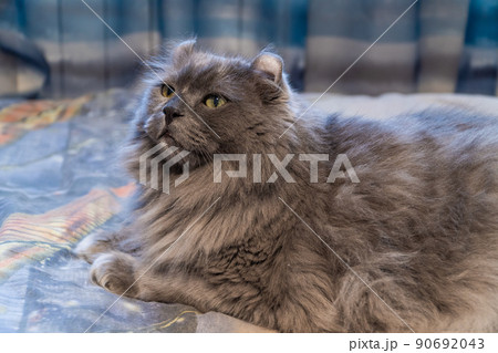 Russia. Kronstadt. April 23, 2022. The cat of the joint breed is an American curl and a long-haired Briton. Russia. Kronstadt. April 23, 2022. The cat of the joint breed is an American curl and a long-haired Briton. 90692043