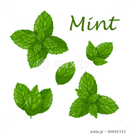Mint Green Mint Leaves A Fragrant Medicinal のイラスト素材
