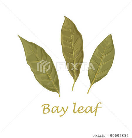 Bay leaf. Dried laurel leaves. Dried bay leaves. Leaves for seasoning. Vector illustration Bay leaf. Dried laurel leaves. Dried bay leaves. Leaves for seasoning. Vector illustration 90692352