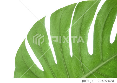Monstera summer leaf. Tropic palm flora. Jungle rainforest exotic shape 90692678