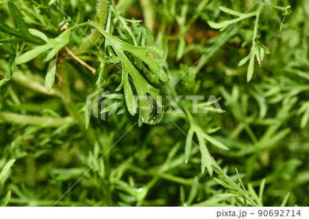 Water drop of morning dew on beautiful plant leaf, Macro of rain droplet with nature light reflect Water drop of morning dew on beautiful plant leaf, Macro of rain droplet with nature light reflect 90692714