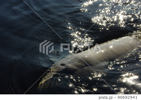 beluga 90692941
