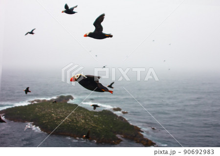 puffin flight (Fratercula) 90692983