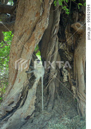 Hanuman langur Presbytis entellus 90692994