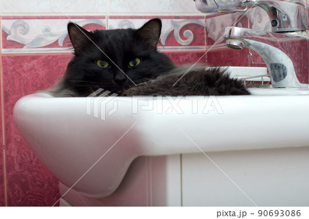 Cat in a bowl 90693086