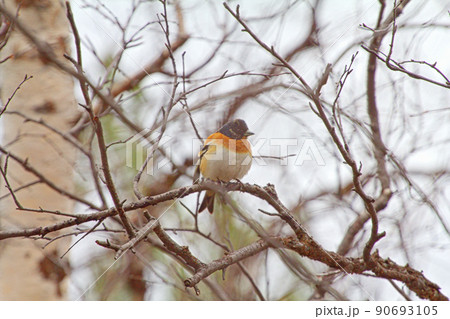 Spring is coming. Brambling sings on pine branch Spring is coming. Brambling sings on pine branch 90693105
