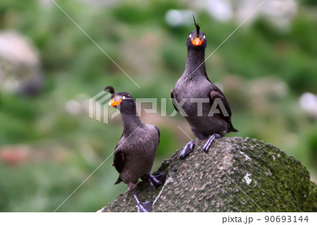 Crested Auklet 90693144