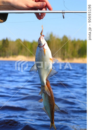 now caught bream 3 now caught bream 3 90693196