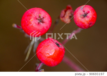Red fruits of mountain ash Red fruits of mountain ash 90693197