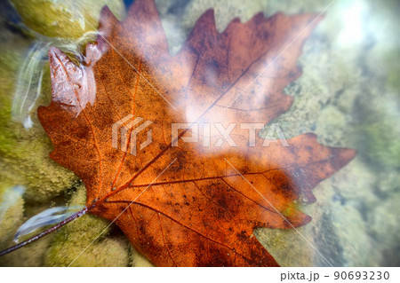 Beautiful maple leaf underwater 90693230