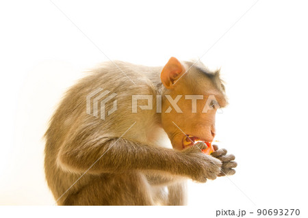 Indian macaques, bonnet macaques, or (lat. Macaca radiata). Indian macaques, bonnet macaques, or (lat. Macaca radiata). 90693270