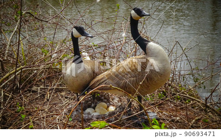 Canada goose (Branta canadensis). Male and female goose on a nest with eggs on an island among trees, New Jersey USA Canada goose (Branta canadensis). Male and female goose on a nest with eggs on an island among trees, New Jersey USA 90693471
