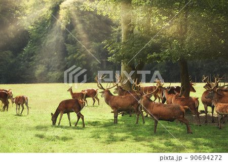 Many deer with antlers graze in the forest Many deer with antlers graze in the forest 90694272