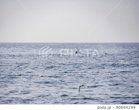 Close up shot of Humpback Whale back 90694299