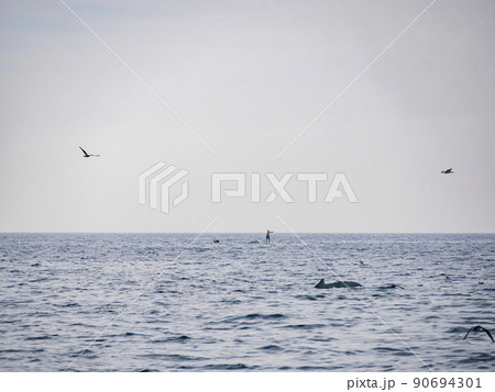Close up shot of Humpback Whale back Close up shot of Humpback Whale back 90694301