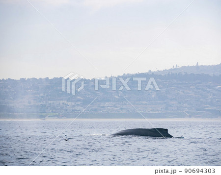 Close up shot of Humpback Whale back 90694303