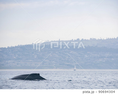 Close up shot of Humpback Whale back Close up shot of Humpback Whale back 90694304