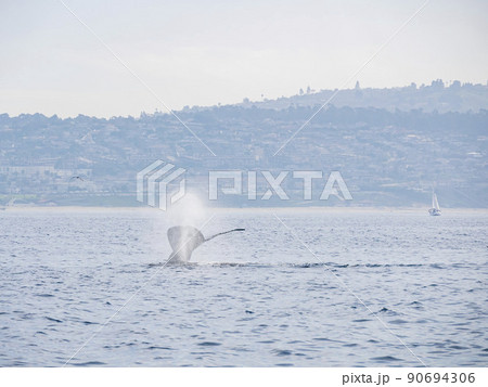 Close up shot of Humpback Whale tail Close up shot of Humpback Whale tail 90694306