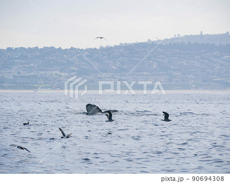 Close up shot of Humpback Whale tail 90694308