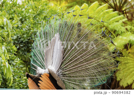 Close up shot of peacock showing its fan Close up shot of peacock showing its fan 90694382