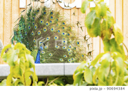 Close up shot of peacock showing its fan Close up shot of peacock showing its fan 90694384