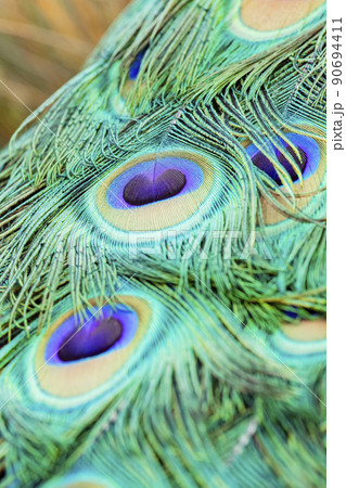 Close up shot of a beautiful peacock's fan 90694411