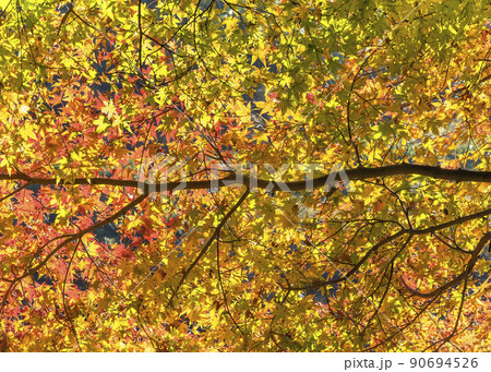 [国内] 秋に黄色と紅に染まる太陽の光に照らされたカエデの葉っぱ一面の背景。 90694526