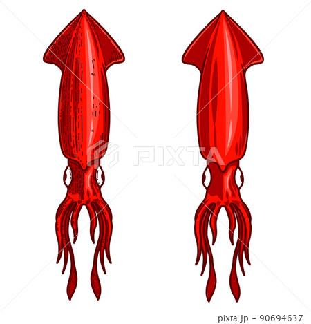 Illustration of squid in engraving style. Design element for logo, label, emblem, sign, badge. Vector illustration 90694637