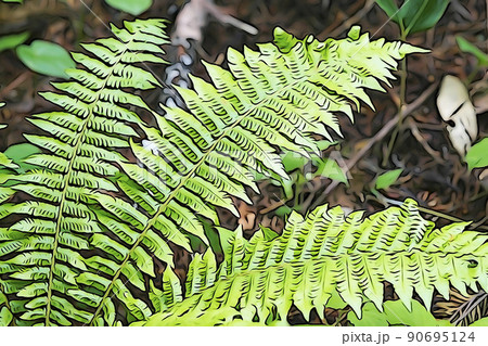 パステル調　”クサソテツ”　イラストイメージ 90695124