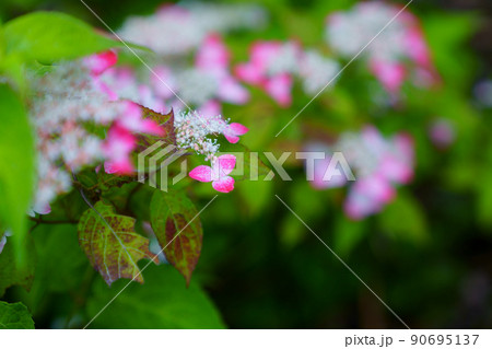 あじさいの花 あじさいの花 90695137