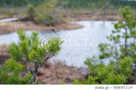 A wooden path in the Soomaa National Park in Estonia among the forest and marshland on a clear day 90695214