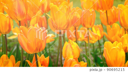 Bright natural background for your projects from bright orange tulip flowers against the background of green grass Bright natural background for your projects from bright orange tulip flowers against the background of green grass 90695215