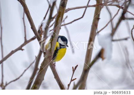 Yellow wild tit bird perching on tree branch on cold winter day Yellow wild tit bird perching on tree branch on cold winter day 90695633