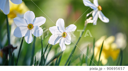 White tender narcissus flowers blooming in spring sunny garden 90695657