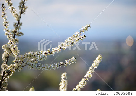 Twigs of cherry tree with white blossoming flowers in early spring 90695688