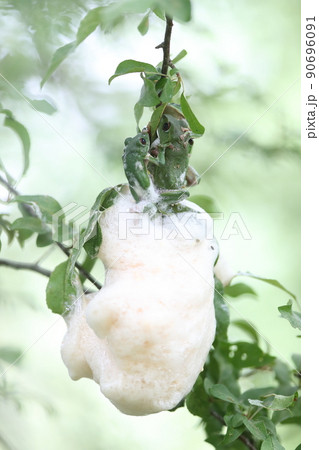 モリアオガエル モリアオガエル 90696091