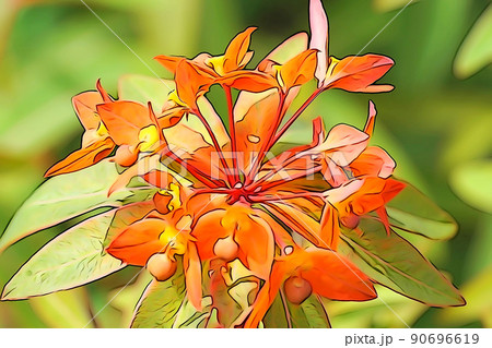 パステル調 ”オレンジ色の花 ユーフォルビア” イラストイメージ パステル調 ”オレンジ色の花 ユーフォルビア” イラストイメージ 90696619